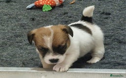 Jack Russell dogs for sale: KC Reg Jack Russell Pups,Parents DNA health tested - Image 8