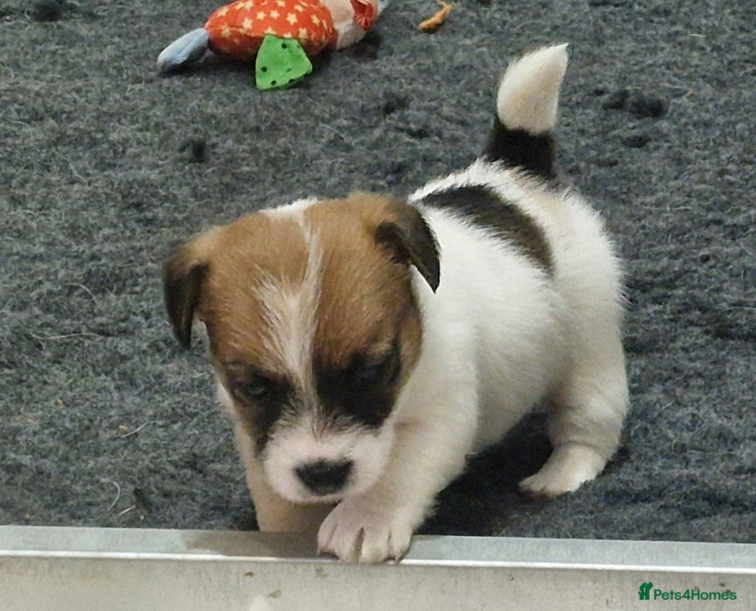 Jack Russell dogs for sale: KC Reg Jack Russell Pups,Parents DNA health tested - Image 8