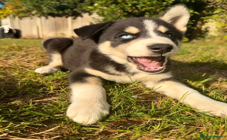 Pomsky dogs - Advert 1