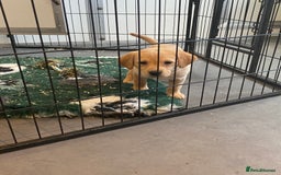 Labrador Retriever dogs for sale: Yellow and black Labrador puppies in Whitchurch - Image 27