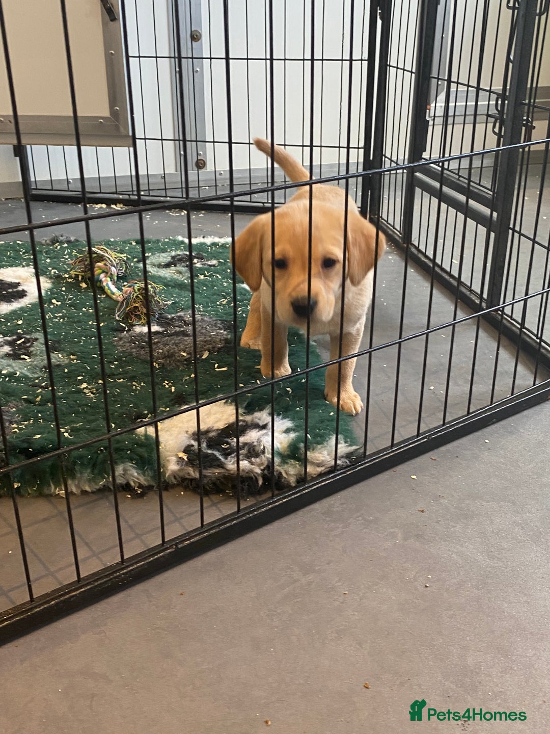 Labrador Retriever dogs for sale: Yellow and black Labrador puppies in Whitchurch - Image 27