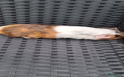 Guinea Pig rodents for sale: 2 baby girl guinea pigs and 3 boys  - Image 1