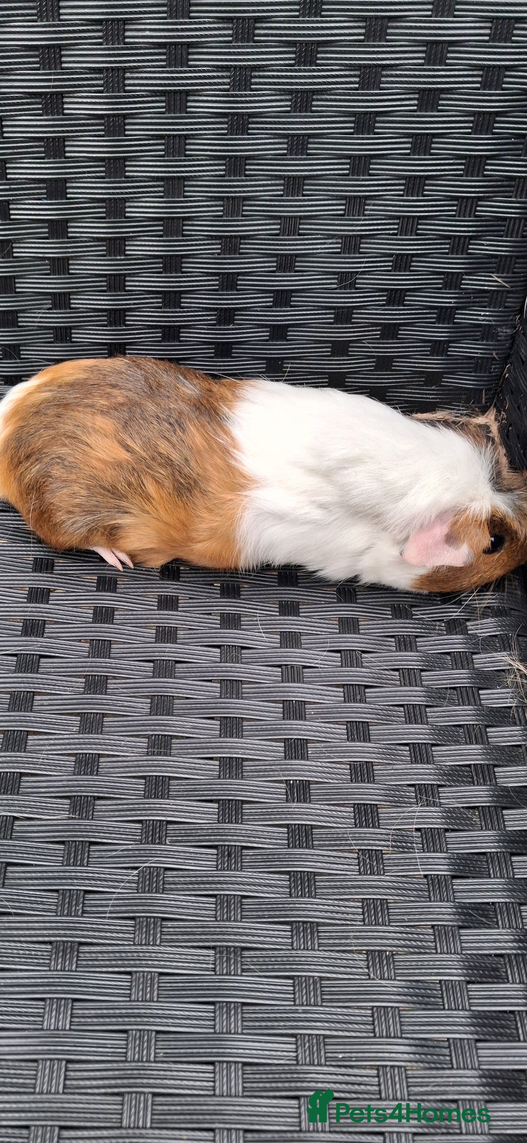Guinea Pig rodents for sale: 2 baby girl guinea pigs and 3 boys  - Image 1