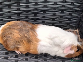 Guinea Pig rodents - Advert 32