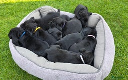 Labrador Retriever dogs for sale: Family-Raised Labrador Pups from Therapy Dog Mum - Image 2