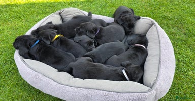 Labrador Retriever dogs - Advert 2