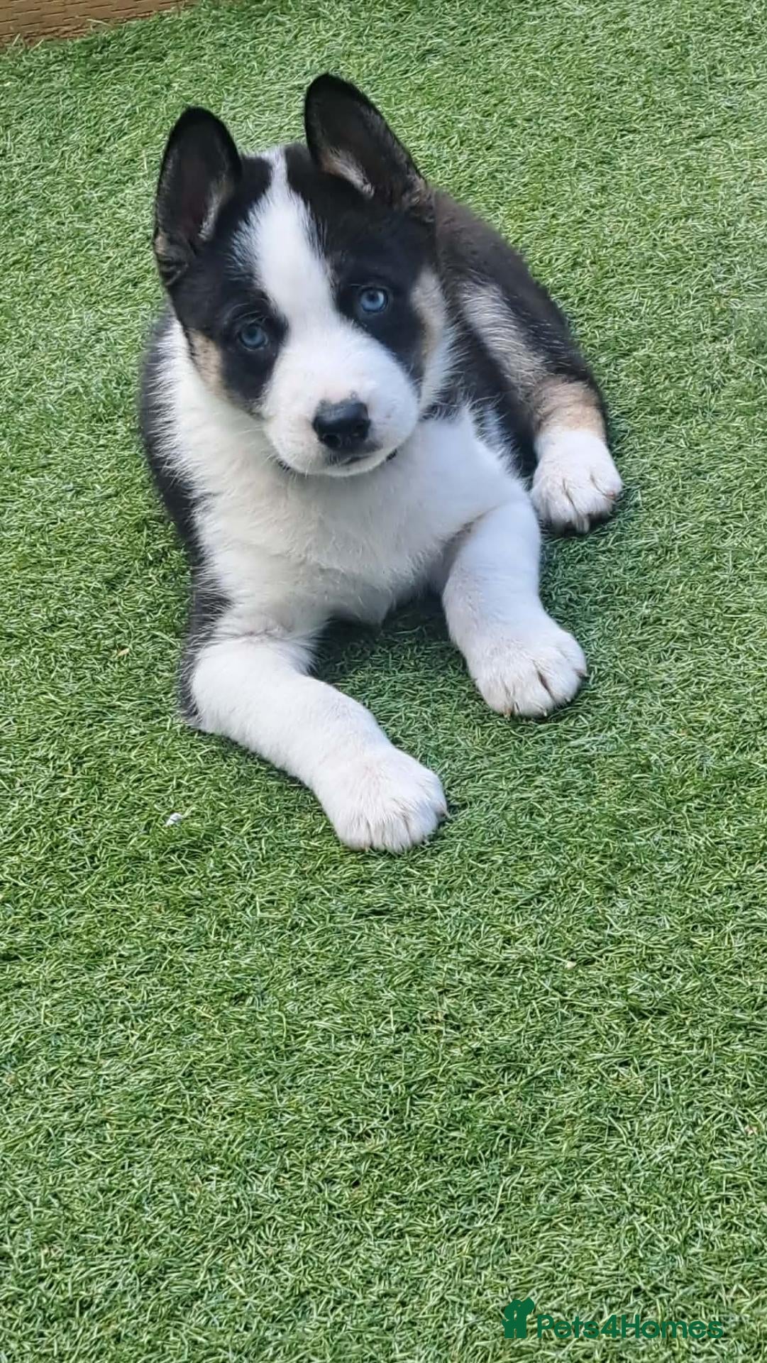 Mixed Breed dogs Dolly - Advert 3