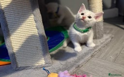 Turkish Angora cats for sale: Turkish Angora kittens - Image 7