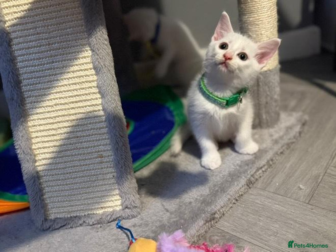 Turkish Angora cats for sale: Turkish Angora kittens - Image 7
