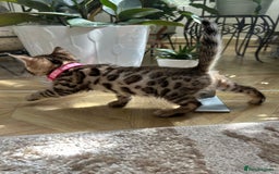 Bengal cats for sale: ❤️ Gorgeous Pure Bengal Kittens Available ❤️ - Image 33