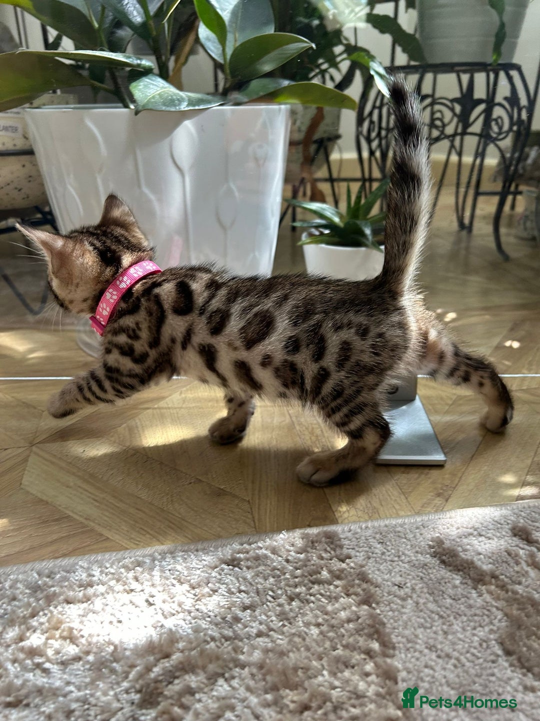 Bengal cats for sale: ❤️ Gorgeous Pure Bengal Kittens Available ❤️ - Image 33