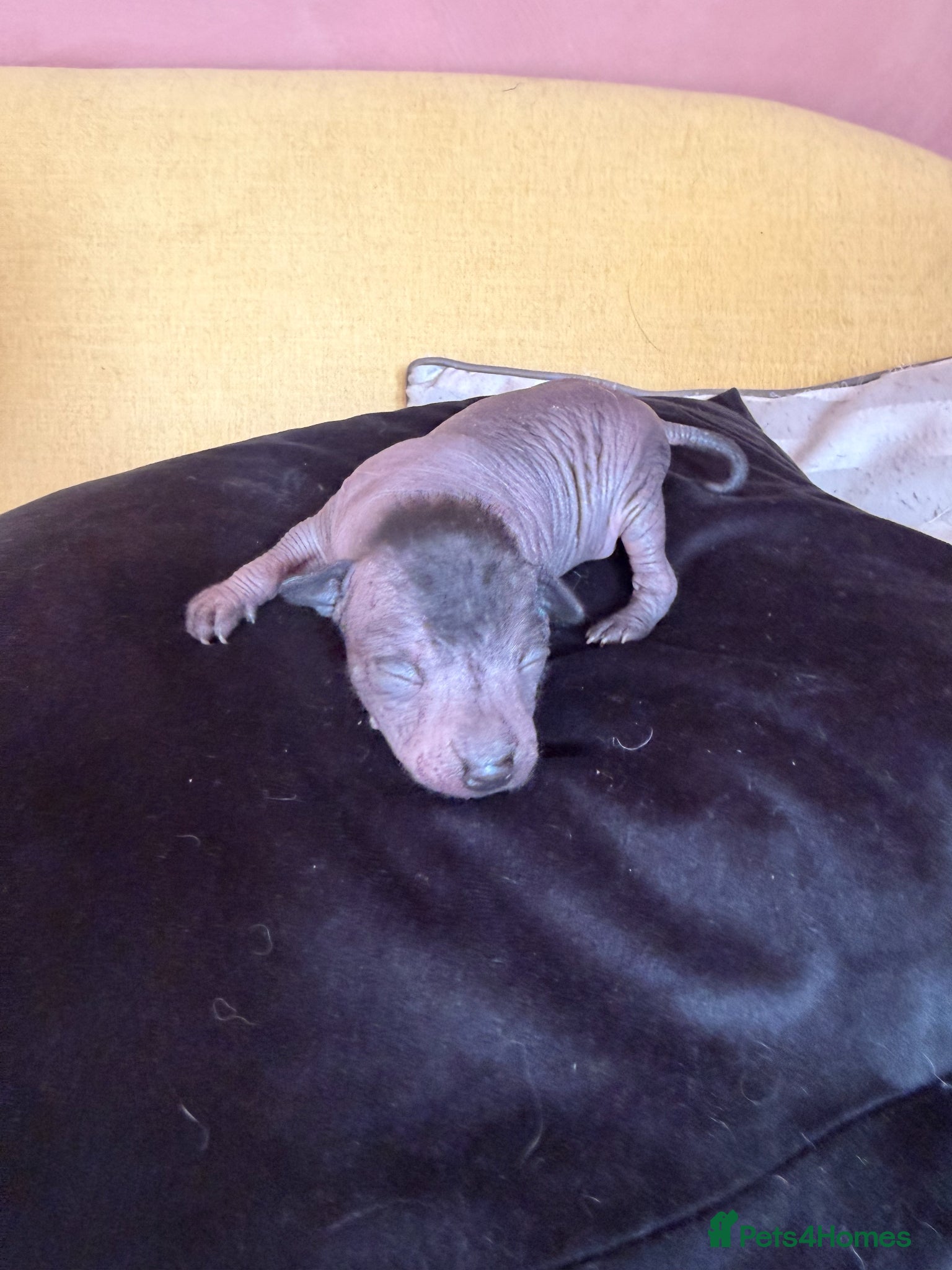 Mexican Hairless dogs for sale: Beautiful Mini Xoloitzcuintli Puppies  in Manchester - Advert 6