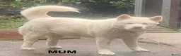 Akita dogs for sale: Beautiful Japanese Akita Puppies - Advert 21