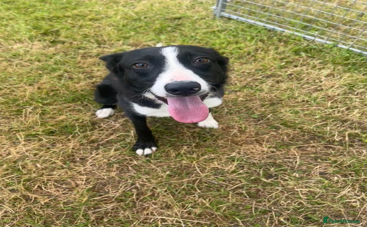 Border Collie dogs - Advert 15