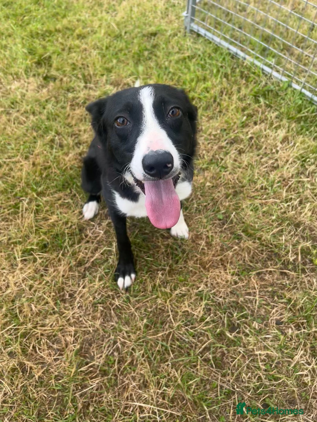 Border Collie dogs for sale: Bess - 2 year old bitch - Image 1