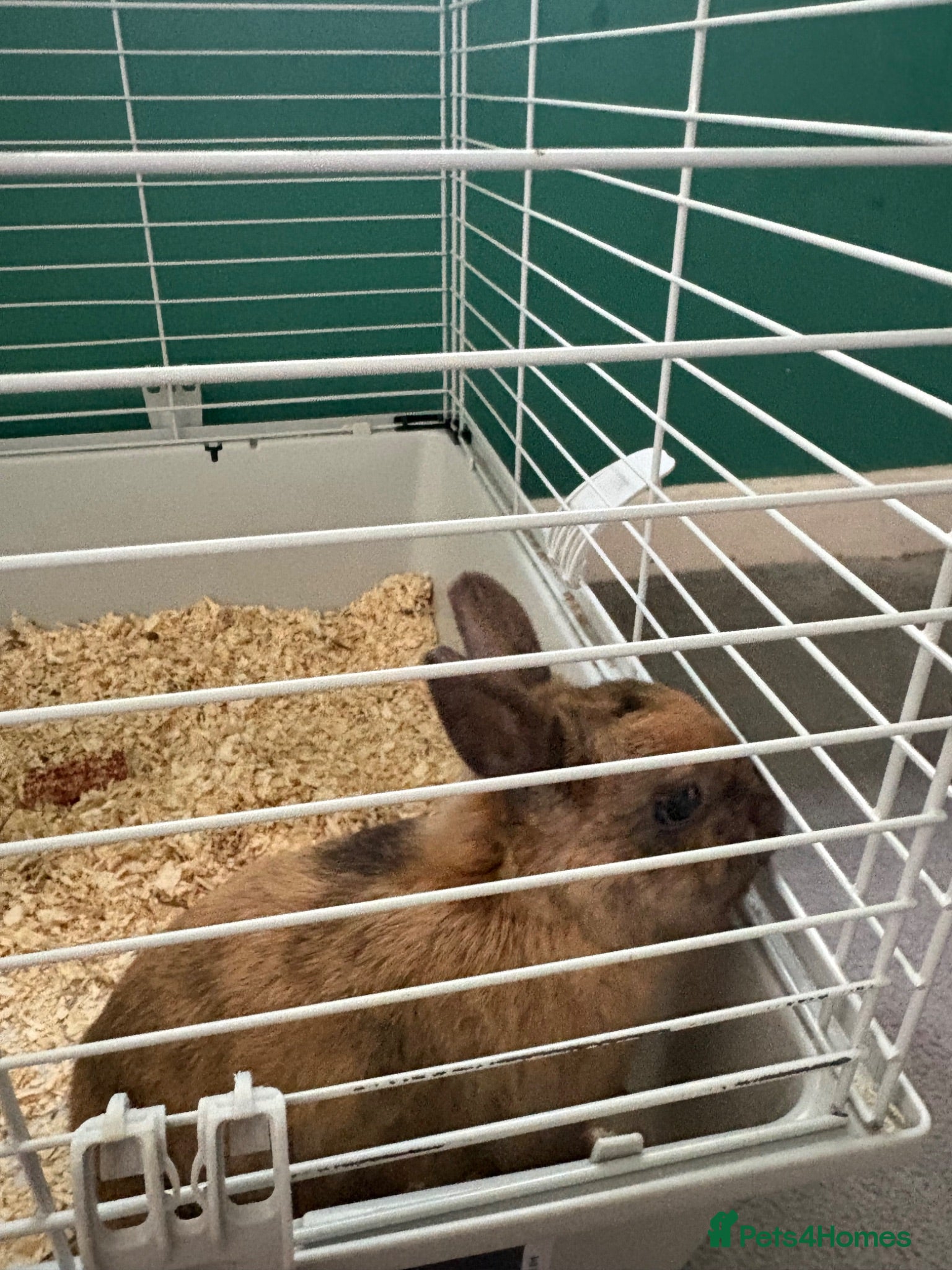 Mixed Breed rabbits 1 year old rabbit  - Advert 4