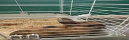 Mixed Breed rabbits for sale: 1 year old rabbit  in Hatfield - Advert 1