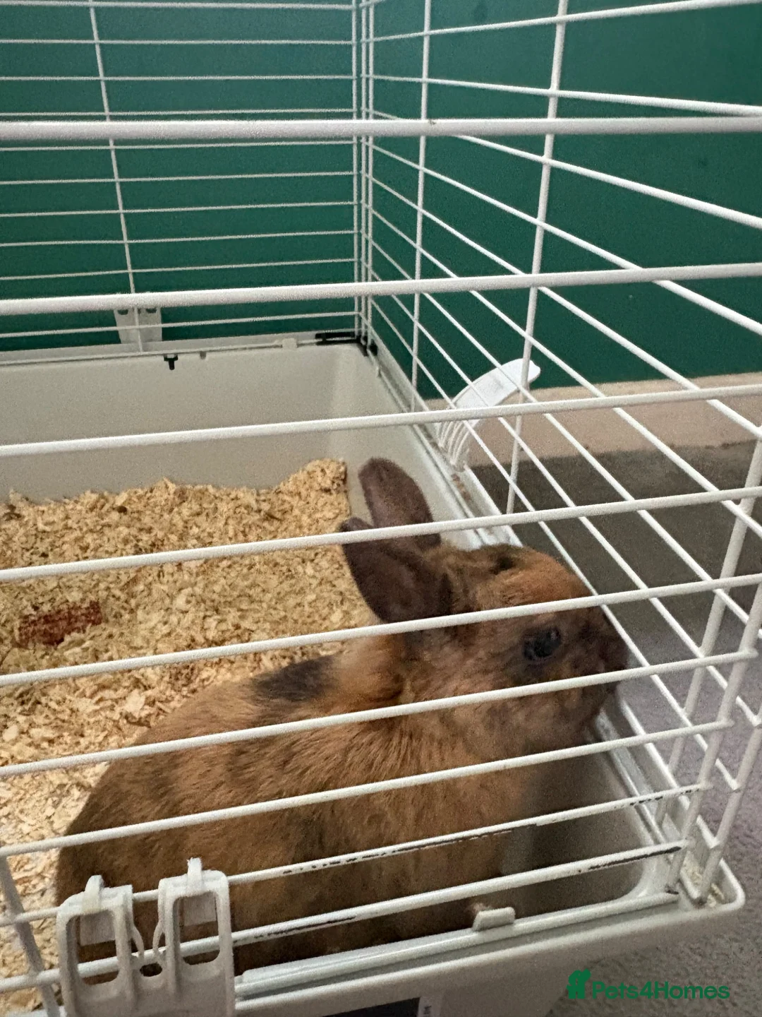 Mixed Breed rabbits for sale: 1 year old rabbit  in Hatfield - Advert 1