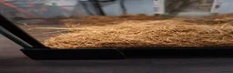 Stick Insects invertebrates for sale: Indian stick insects for sale. - Advert 5