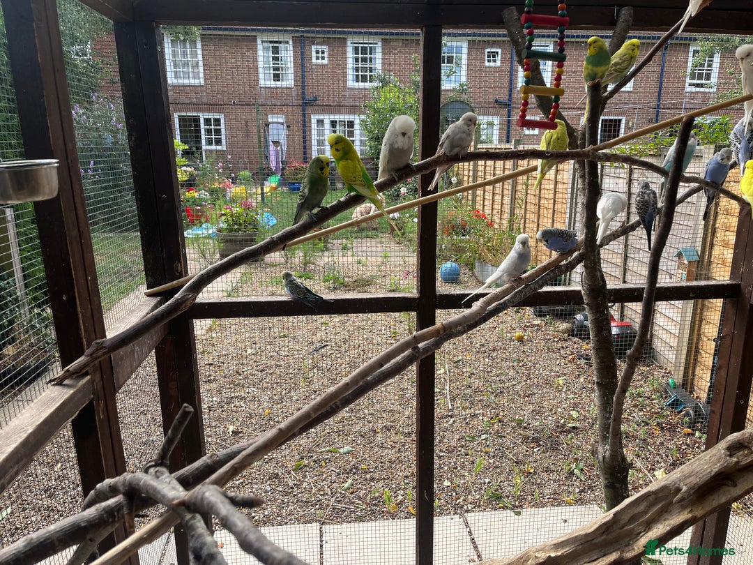 Budgerigars birds for sale: Avairy clearance  - Image 2