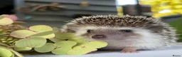 Pygmy Hedgehog rodents for sale: Boy African Pygmy Hedgehog Ethnical breeding mixed - Advert 8