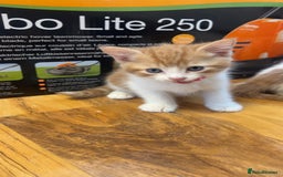 Mixed Breed cats for sale: Beautiful kittens looking for new homes!! - Image 7