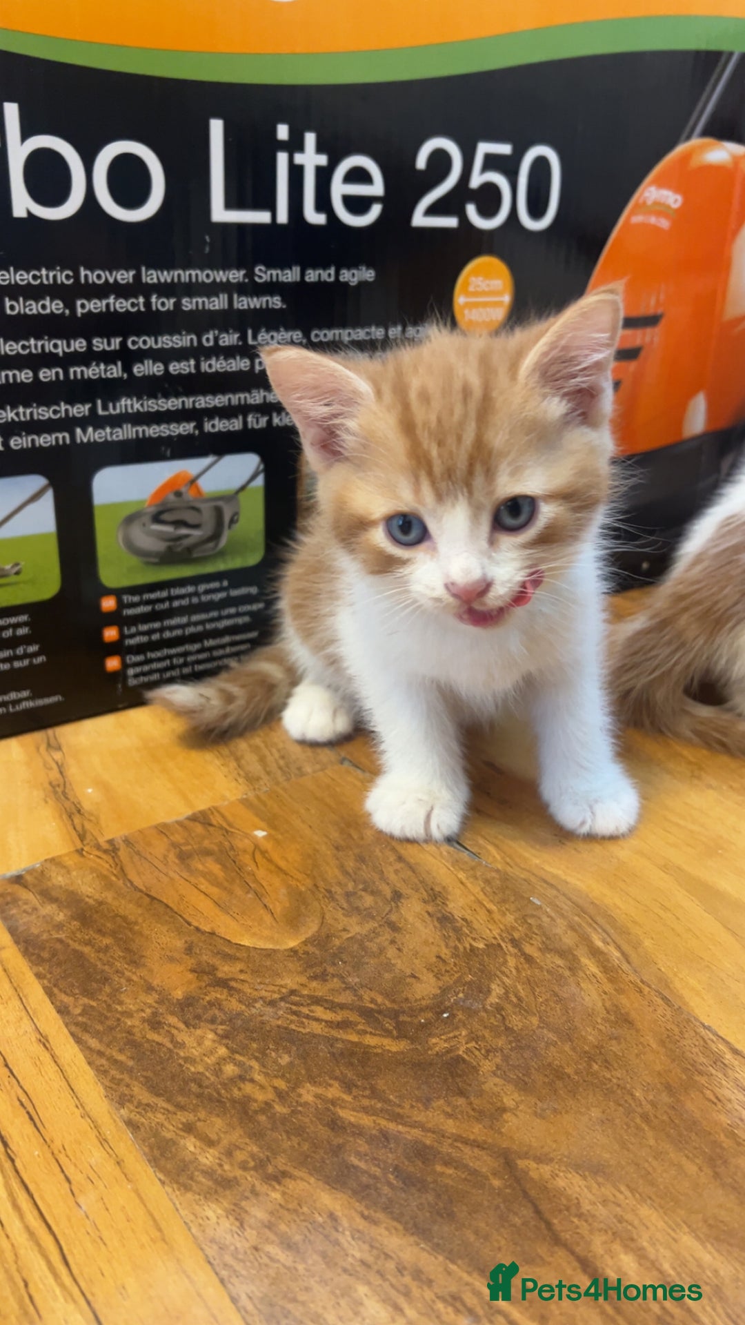 Mixed Breed cats for sale: Beautiful kittens looking for new homes!! - Image 7