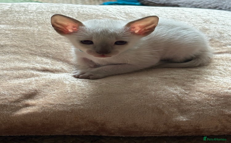 Siamese cats in Sheffield - Advert 1