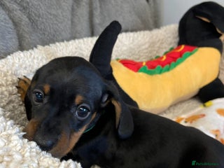 Miniature Dachshund dogs Miniature Dachshund Smooth Puppies KC Reg - Advert 6