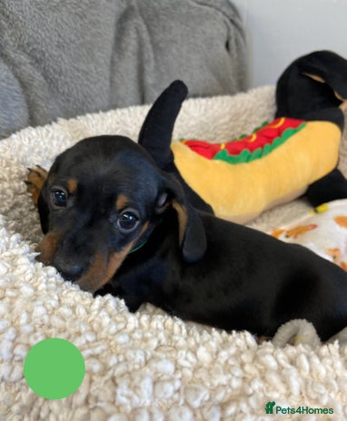 Miniature Dachshund dogs Miniature Dachshund Smooth Puppies KC Reg - Advert 4