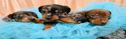 Dachshund dogs for sale: Adorable Dachshund Puppies Ready for Forever Homes - Advert 24