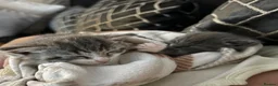 Mixed Breed cats for sale: 2 beautiful baby’s  in Steyning - Advert 7