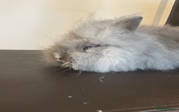 Lionhead rabbits for sale: Cute fluffy lionhead rabbits for sale!!! - Image 4