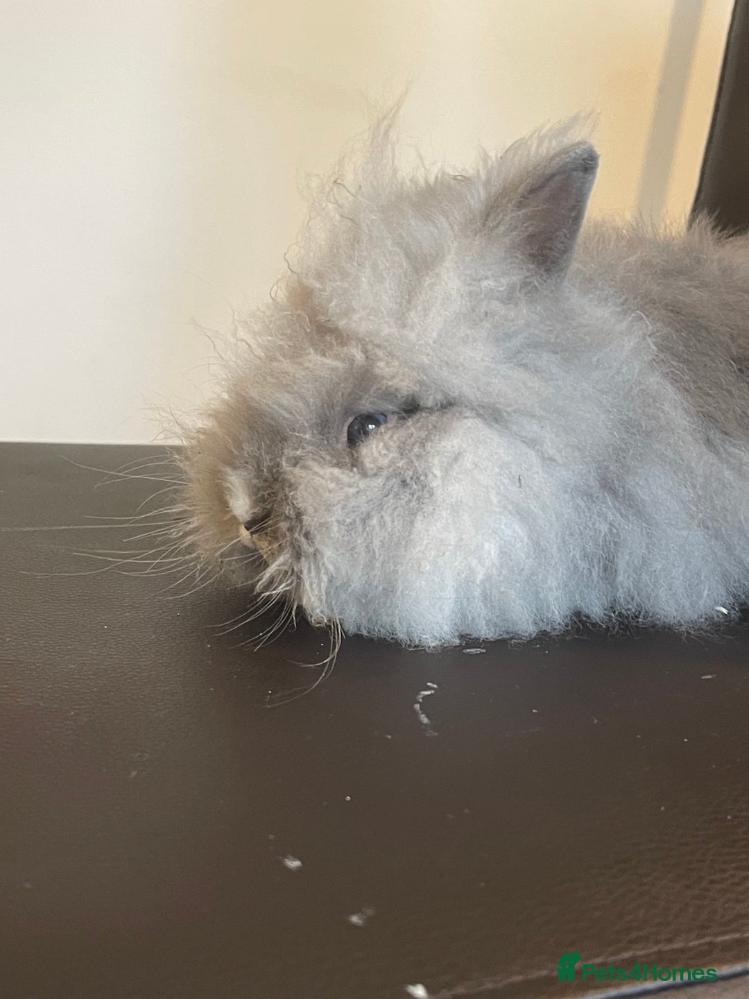 Lionhead rabbits for sale: Cute fluffy lionhead rabbits for sale!!! - Image 4