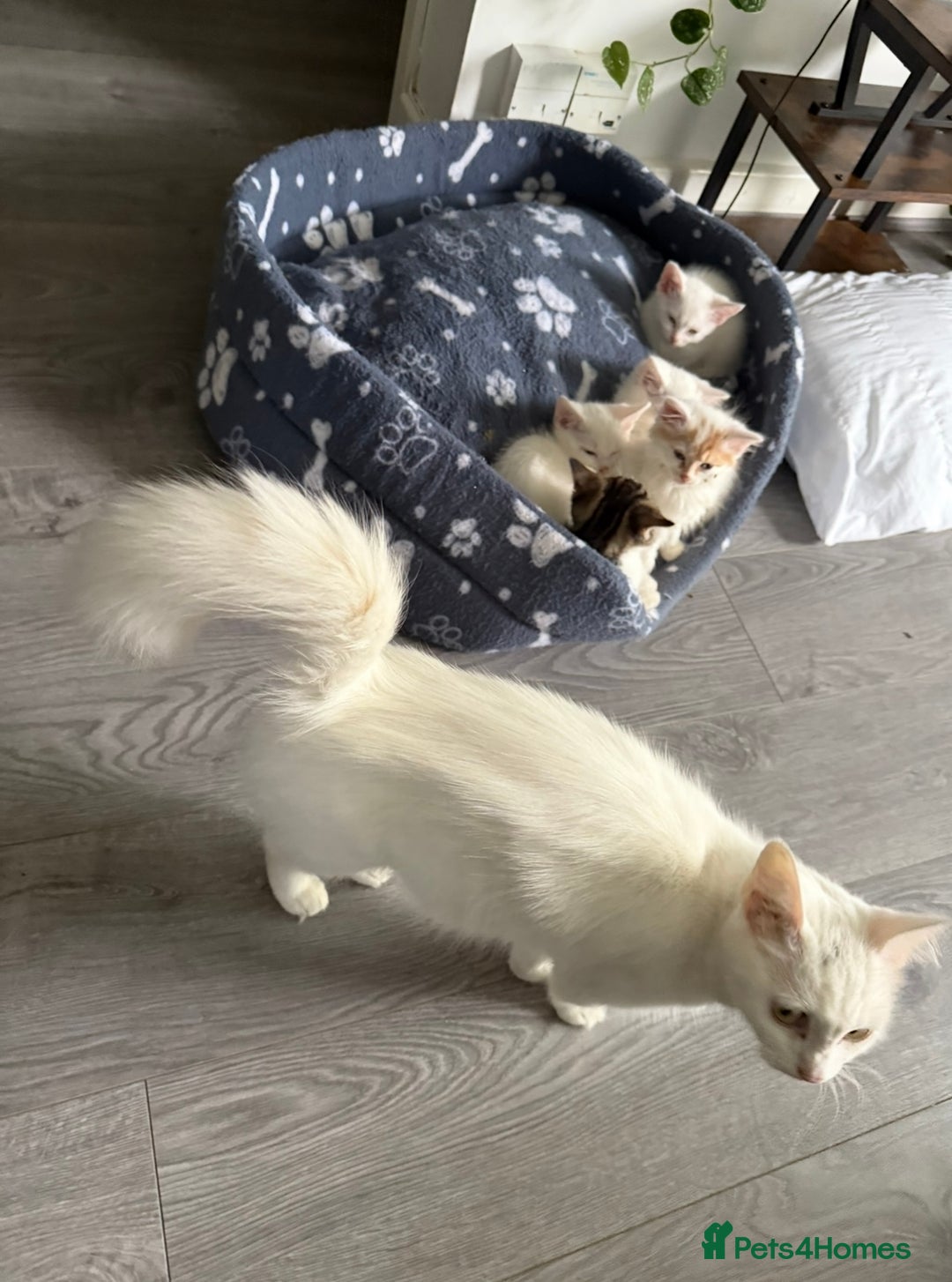 Turkish Angora cats for sale: Turkish Angora pure white kittens  - Advert 1