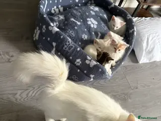 Turkish Angora cats Turkish Angora pure white kittens - Advert 5