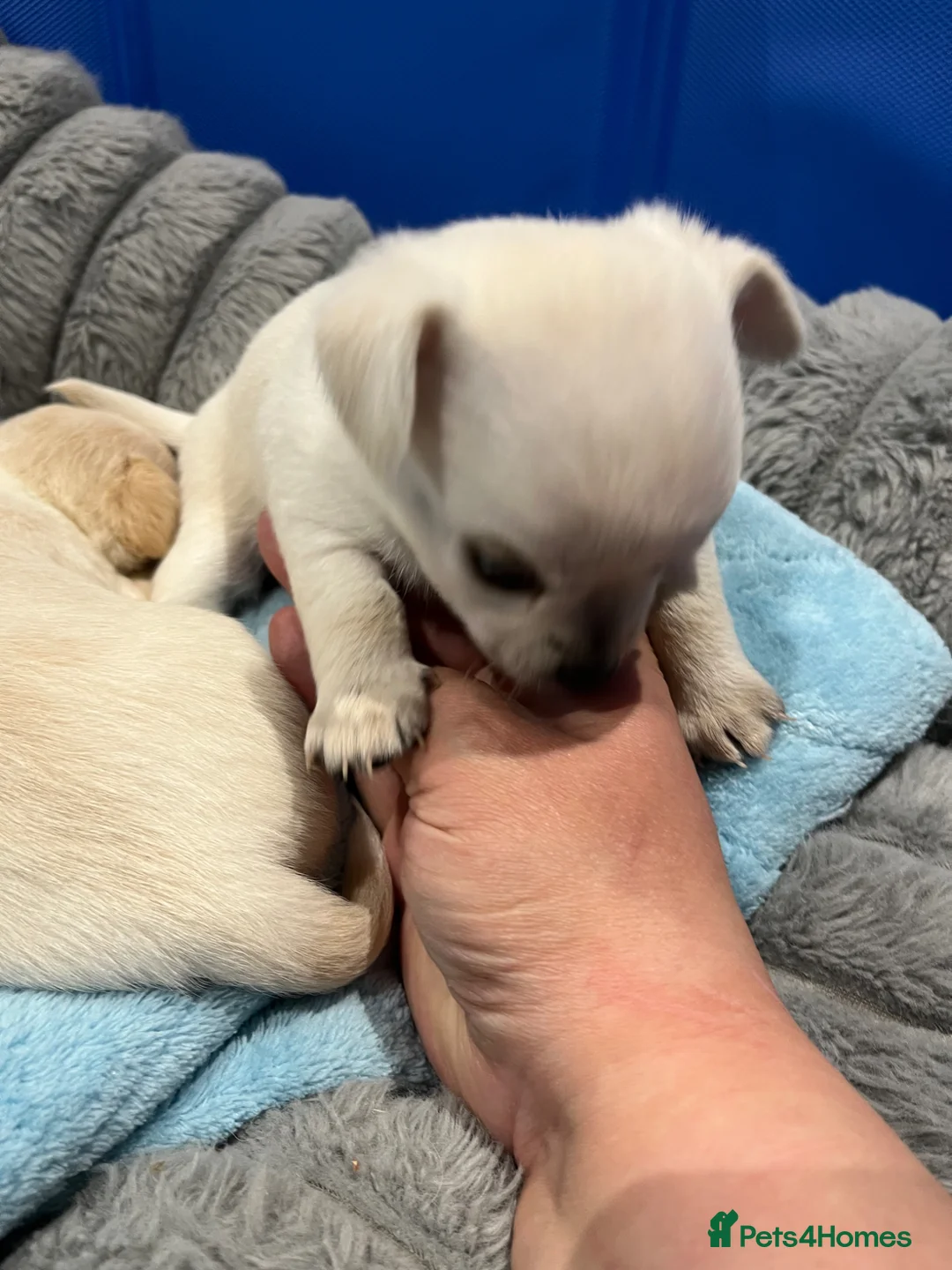 Chipoo dogs for sale: Chihuahua X toy poodle - Advert 2