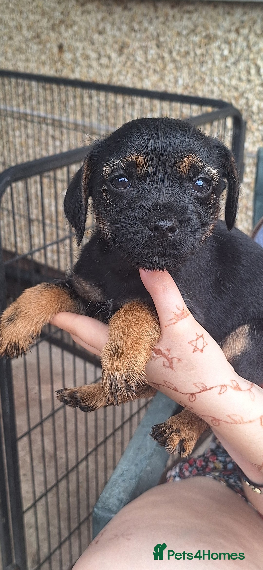 Border Terrier dogs for sale: Grizzle Border terrier pups slem tested parents  - Image 4