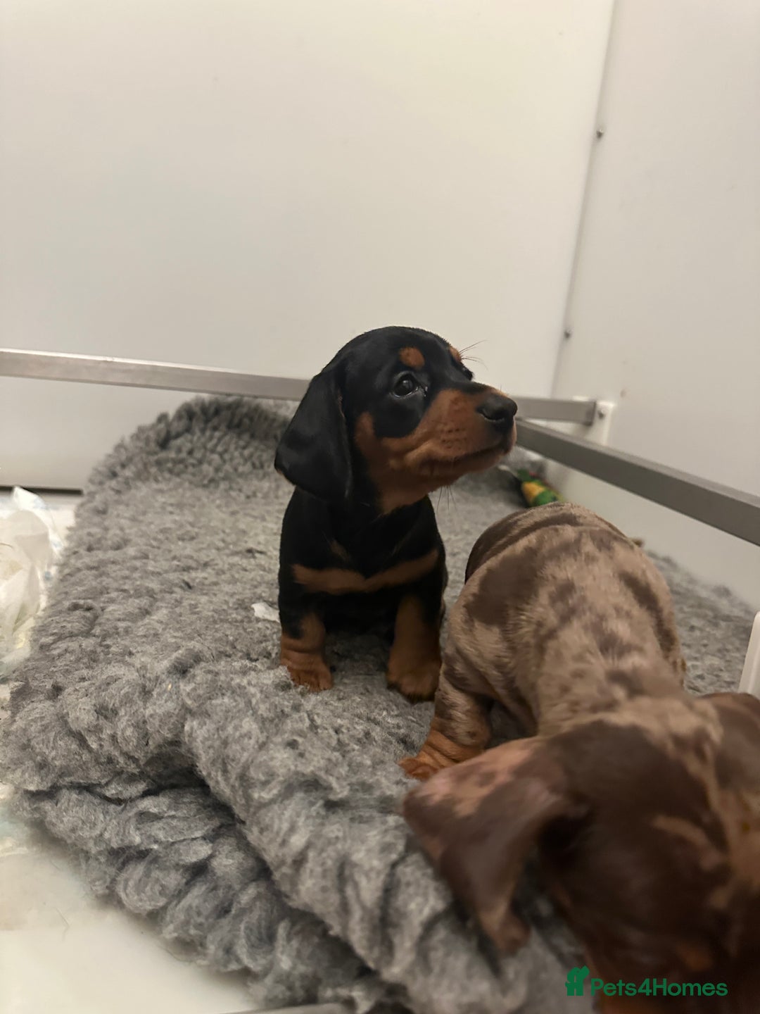 Miniature Dachshund dogs for sale: Tiny miniature dachshund puppies  - Image 16