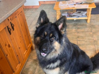 German Shepherd dogs - Advert 35