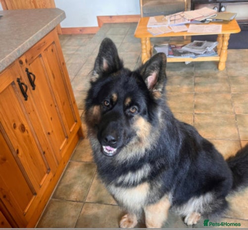 German Shepherd dogs - Advert 3