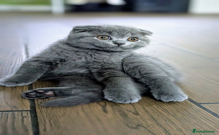 Scottish Fold cats - Advert 4