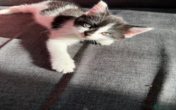 Mixed Breed cats for sale: Black and white kittens  - Image 9