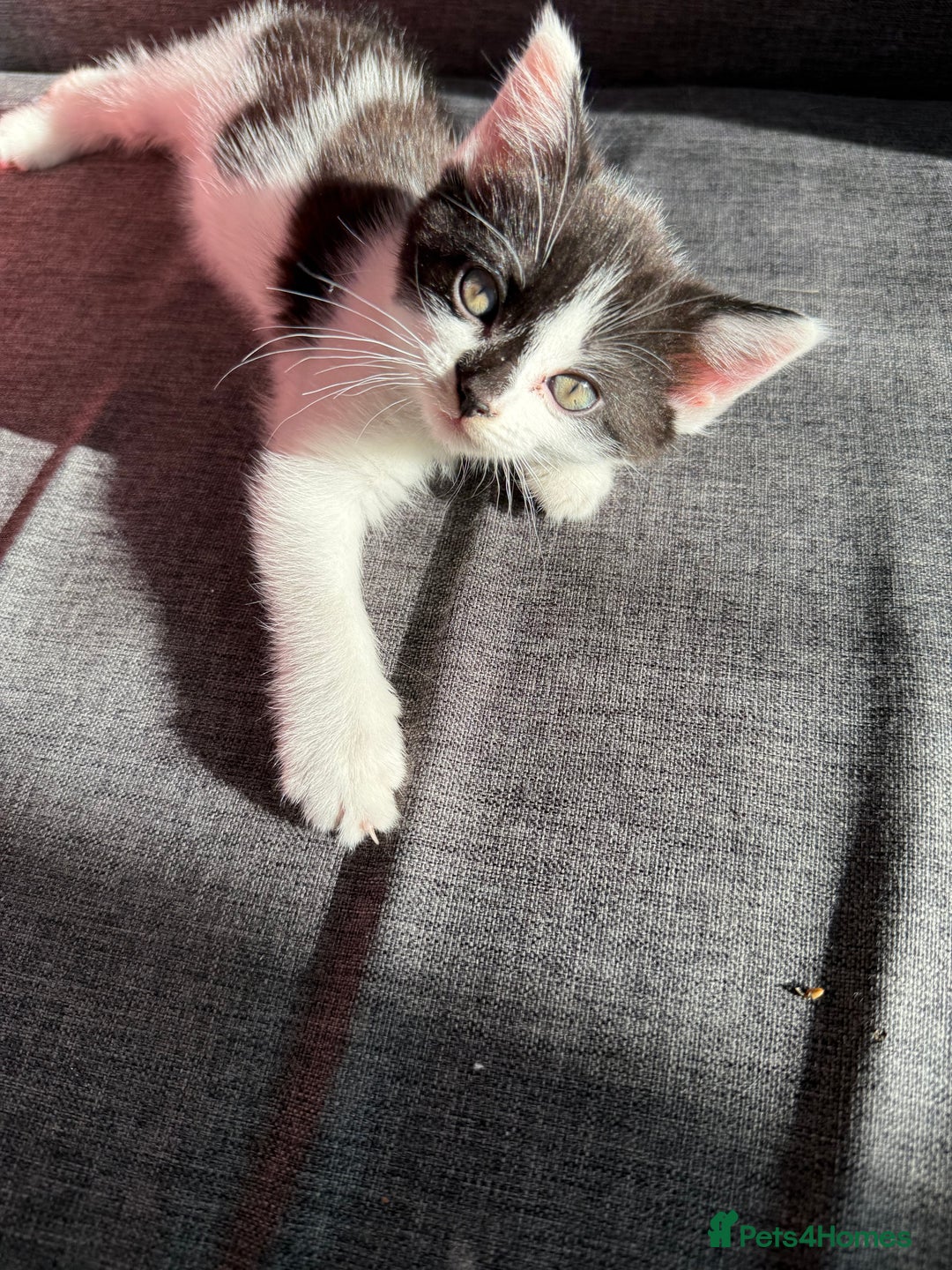 Mixed Breed cats for sale: Black and white kittens  - Image 9