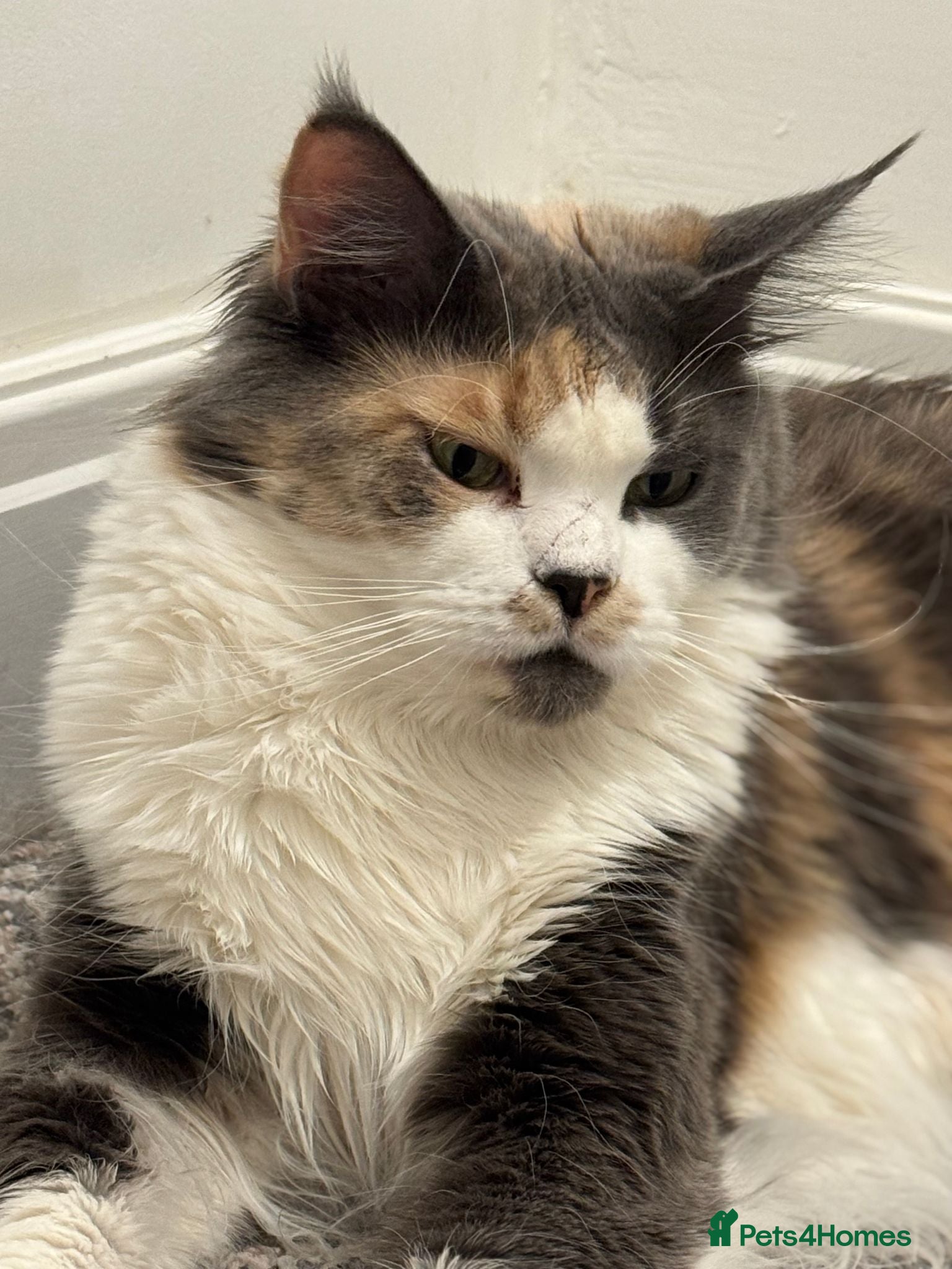 Maine Coon cats Fantastic Maine Coon kittens for sale GrCh Line - Advert 11