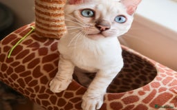 Bengal cats for sale: Stunning Silver Lynx Bengal kitten Ready Now  - Image 11