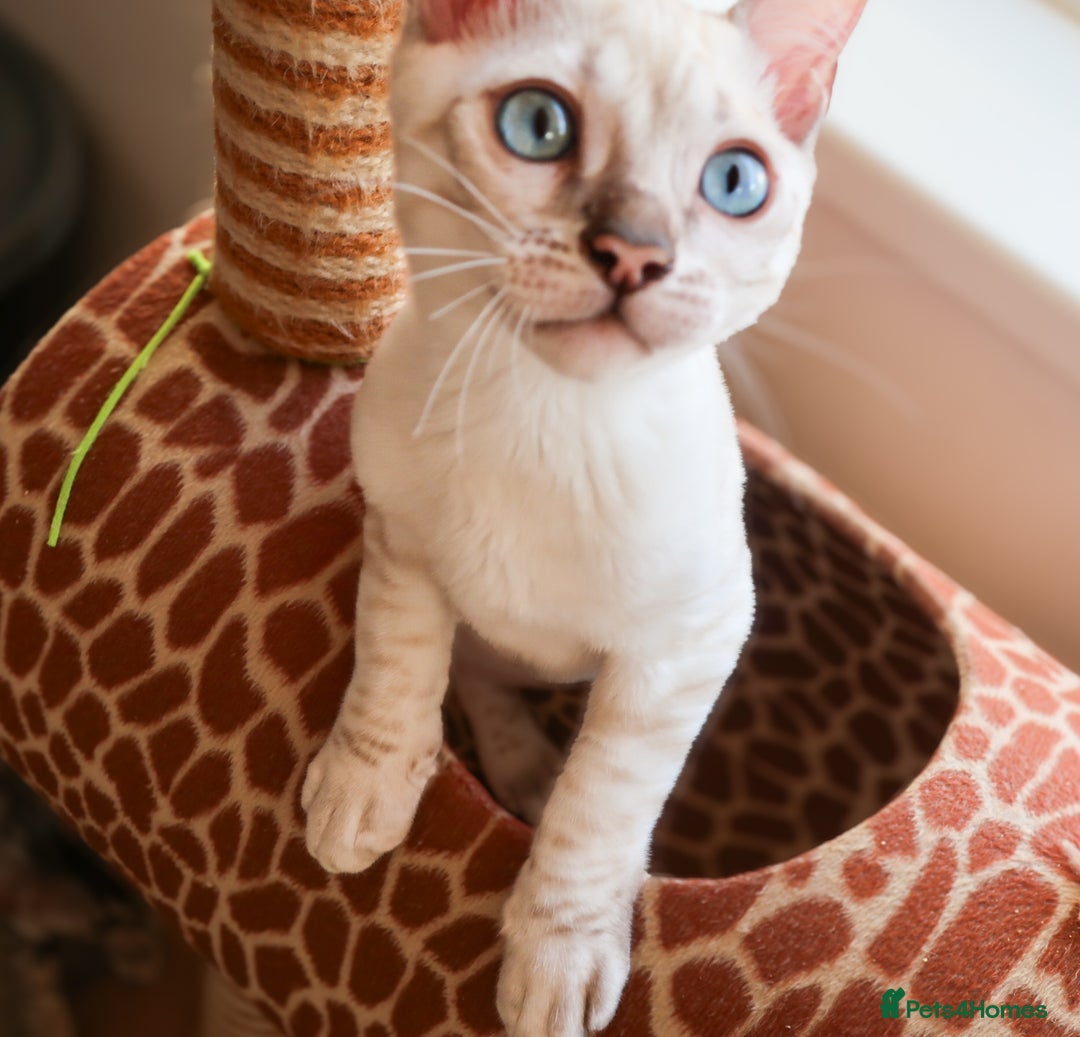 Bengal cats for sale: Stunning Silver Lynx Bengal kitten Ready Now  - Image 11