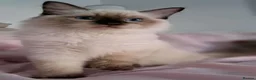 Ragdoll cats for sale: 💠FiFe registered Ragdoll kittens for sale💠 in Bristol - Advert 16