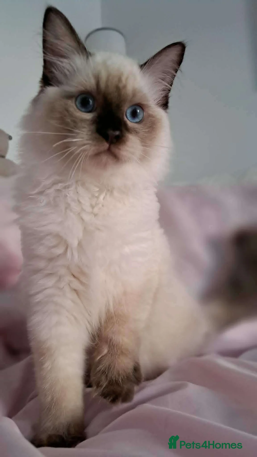 Ragdoll cats for sale: 💠FiFe registered Ragdoll kittens for sale💠 - Advert 2