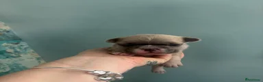 French Bulldog Puppy 1